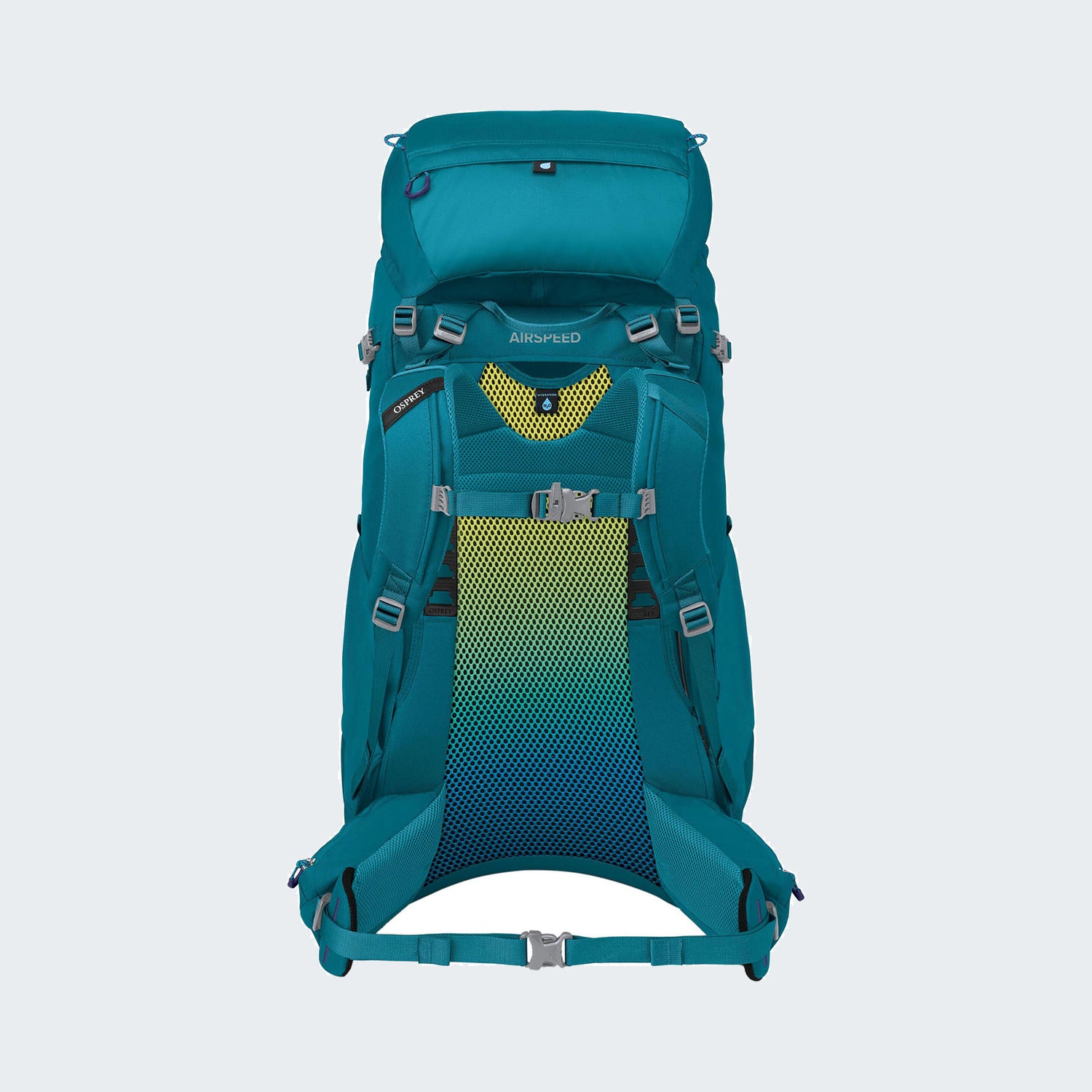 Blue Spikemoss Deep Peyto